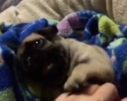 (Video) This ADORABLE Peek-a-Boo Pug Will Make Anyone’s Day, Guaranteed!