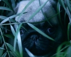 (Video) Get Ready for Dawn of the Planet of the Apes – Pug Puppy Edition!