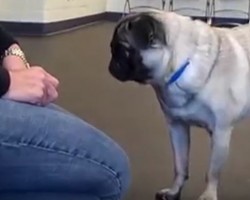 (VIDEO) This Helpful Pug Training Session Will Help You Give You the Tips You Need to Train Your Pooch!