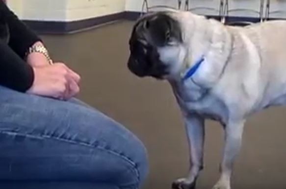 pug awaiting treat