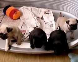 (Video) Itty Bitty Pug Puppies That’ll Steal Anyone’s Heart With Their Precious Noises!