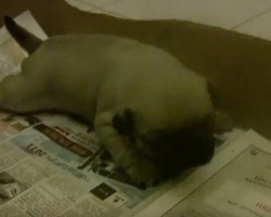 (Video) Baby Pug Puppy Barks for the Very First Time. Just How Cute it Sounds? Too Precious!
