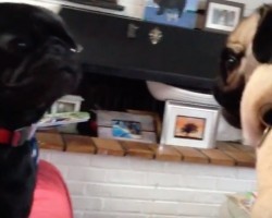 (Video) Two Pug Puppies Are Having a Blast Playing. Watch Just How Much Energy They Both Have! Wow!