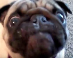 (VIDEO) This Compilation of Doggies Eating Peanut Butter is Hilarious. Just Wait Until You See the Pug at 1:24! LOL!