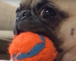(Video) Try Not to LOL Over This Animal Vine Compilation, Especially at the Pug at 5:40!