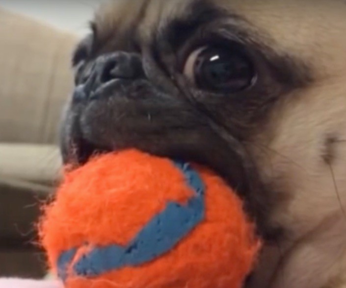 Pug with ball