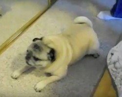 (Video) This Pug Does Something Hilarious When He Wants Attention. What He Does Is Very Unexpected!