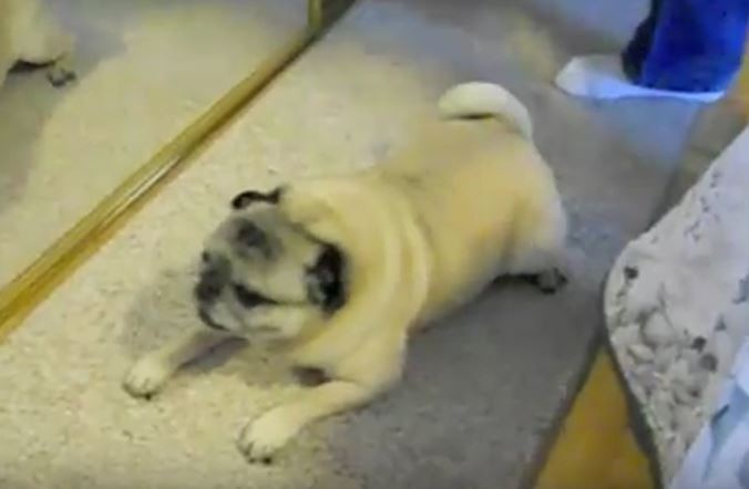 pug crawl