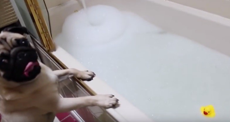 pug duck bath