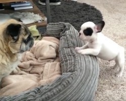(Video) Adorable Frenchie Puppies Get to Know Their Special Needs Pug Brother and it’s So Heartwarming!
