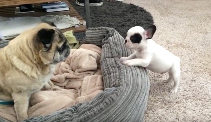 Frenchie meeting special needs pug