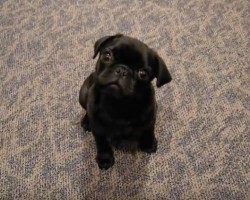 (Video) This Interactive Pug Puppy Will Make Anyone ROFL. How She Responds to Her Mom is Priceless!