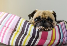 10 Realities Pug Owners Should Learn to Accept ASAP