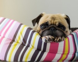 4 Scary Things That May be Found in a Doggie’s Bed