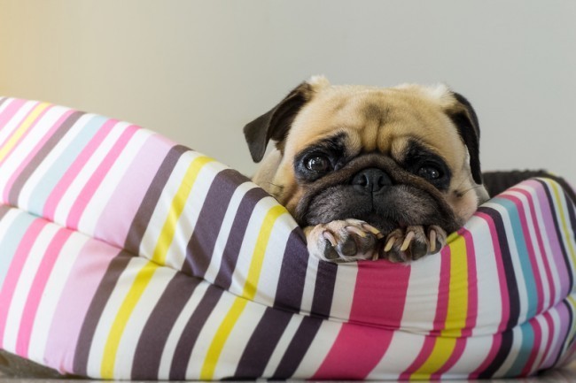 pug in bed