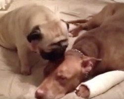 (Video) Loving Pug is Determined to Make a Pitbull’s Owies Go Away With His Kisses!
