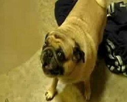 (VIDEO) This Pug LOVES Toilet Paper. When His Owner Does THIS? This is too Funny!