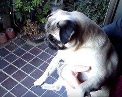(Video) Watch How a Pug Has a Meltdown and Not Even the Owner Can Calm Her Down…