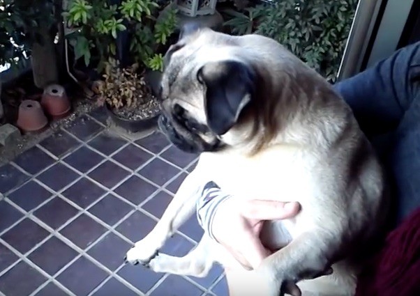 pug meltdown