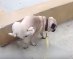 (Video) A Pug Looks for a Place to Pee, But Then Look What Happens Next…