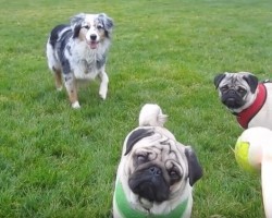 (Video) Who Says Big Dogs Have All the Fun? Enjoy Seeing Two Pugs Tell the Big Dogs THIS Is How You Have Fun!