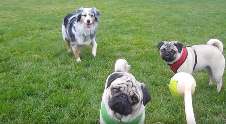 pug plays