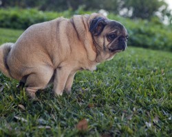 Why Does Fido Stare at Mom and Dad While Pooping? And No, it’s Not Because He’s Embarrassed.