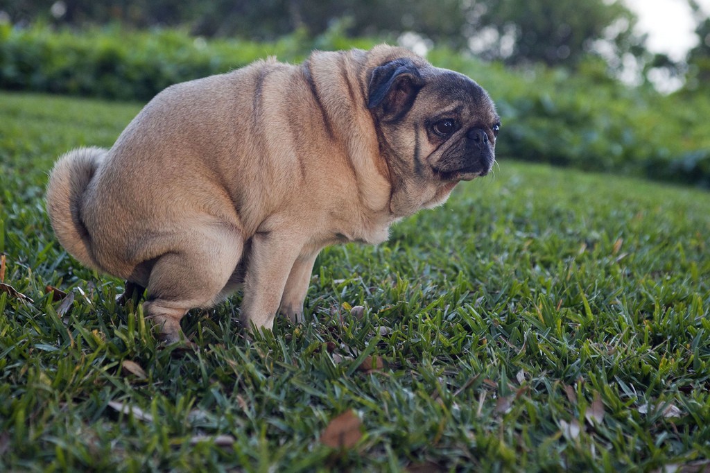 pug pooping