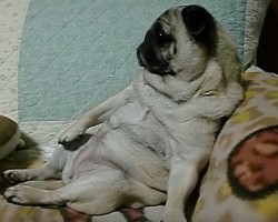 (Video) This Pug Loves to Relax, But it’s Not How Anyone Would Expect – Ha ha!