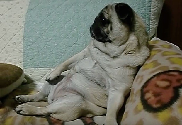 pug relaxing like a human