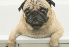 7 Common Doggie Bath Time Mistakes That Should be Avoided