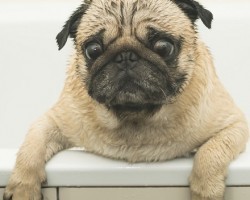 7 Common Doggie Bath Time Mistakes That Should be Avoided