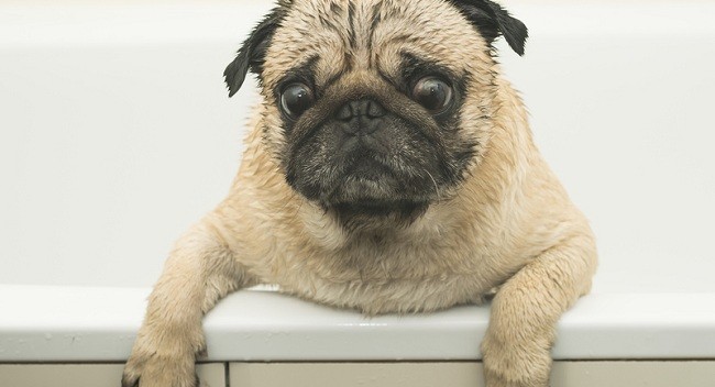 pug scared in bath