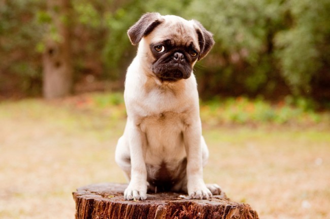 pug sitting outside