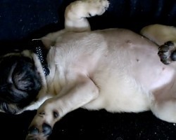 (Video) This Puggy Sure Knows How to Sleep. Wait Until You See THIS!