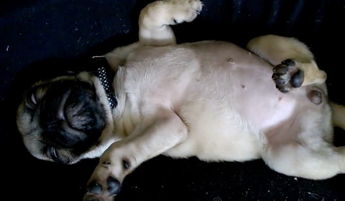 pug sleep