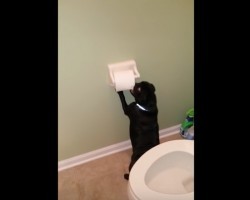 (Video) Talented Pug Shows Us That Conquering the Toilet Paper is an Easy Feat. Ha ha!