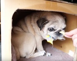 (Video) When a Mom Tries to Barter With a Stubborn Pug, She Won’t Back Down! What Happens Next Is Unbelievable!