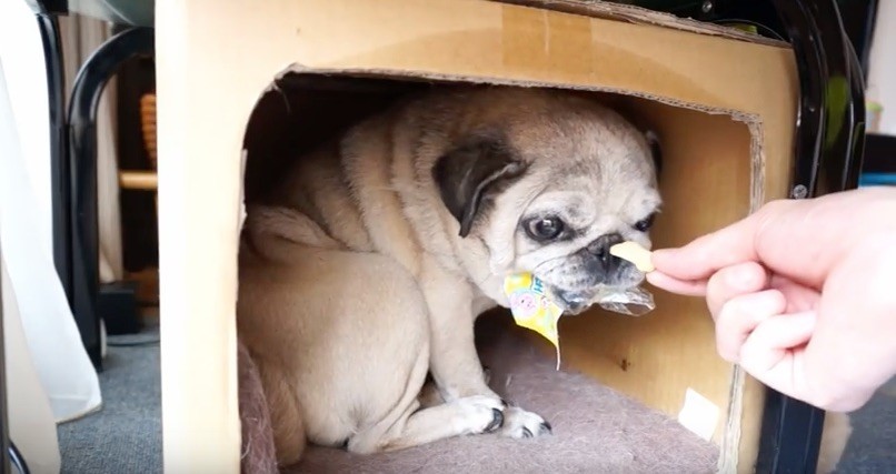 pug with stolen treats