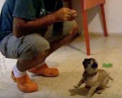 (VIDEO) This Three-Month-Old Pug Can Do All Sorts of Tricks. When You See Them? You’ll be Impressed!