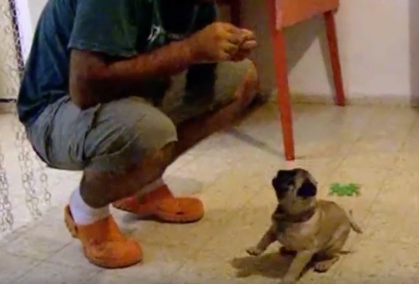 pug puppy training