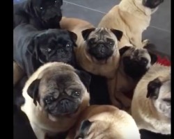 (Video) Pug Vines That Are Unforgettable. See Why and LOL!