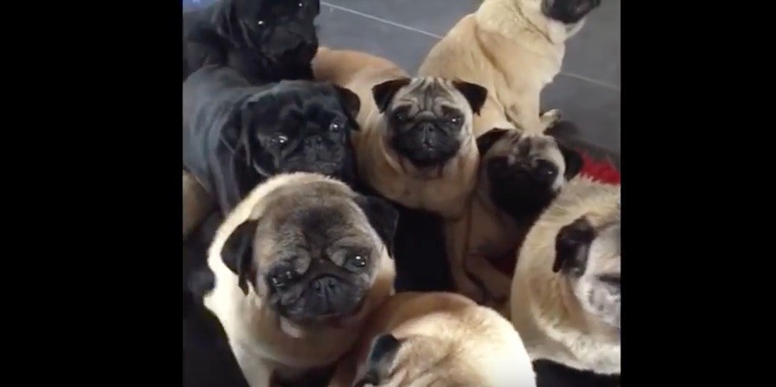 pug vine