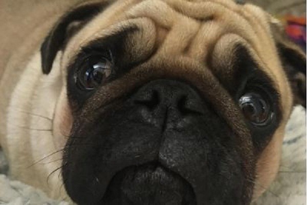 pug with depressing news