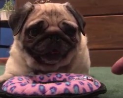 (Video) Miss Puggy Has a New Toy. How She Tells Mom to Get Lost When She Attempts to Touch It? Hilarious!