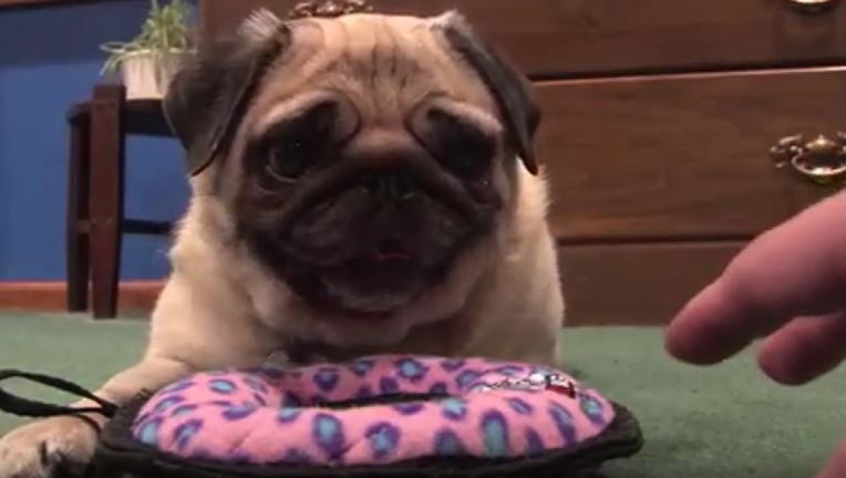 puggy toy