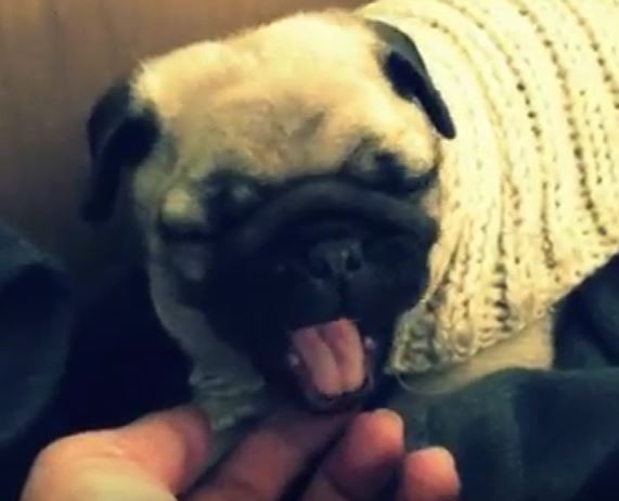 puggy yawn