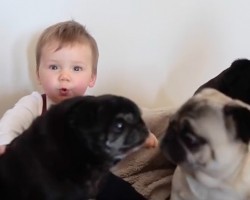 (Video) Meet the Baby and Pugs Who Pose on All of Those Adorable @Pugsnkisses84 Instagram Photos.