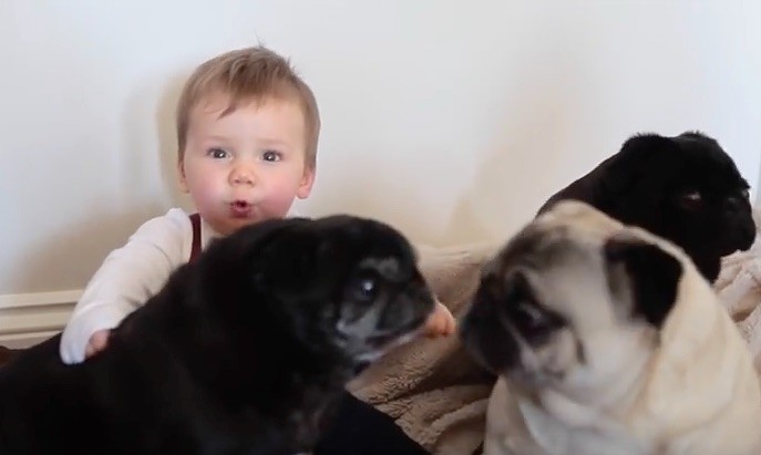 4 pugs and a baby