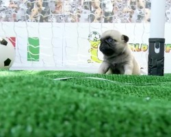 (Video) World Pup Pug Puppies VS. Bichons Is Unlike Any Doggie Battle Ever!